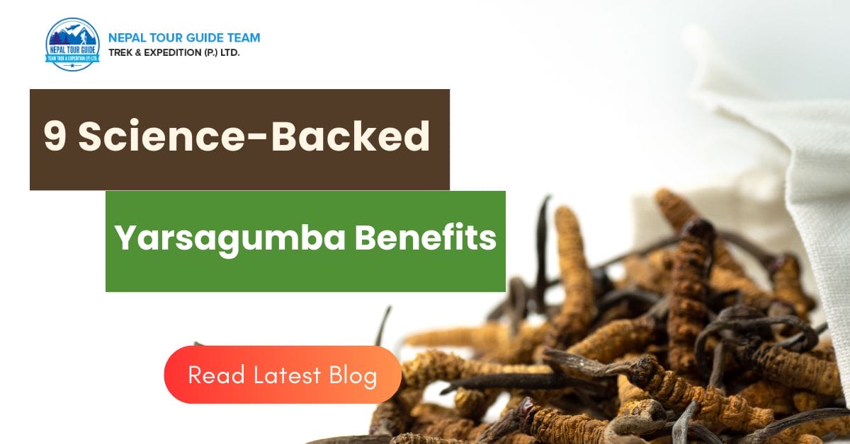 9 Science-Backed Yarsagumba Benefits In Nepal 9 Science-Backed Yarsagumba Benefits In Nepal