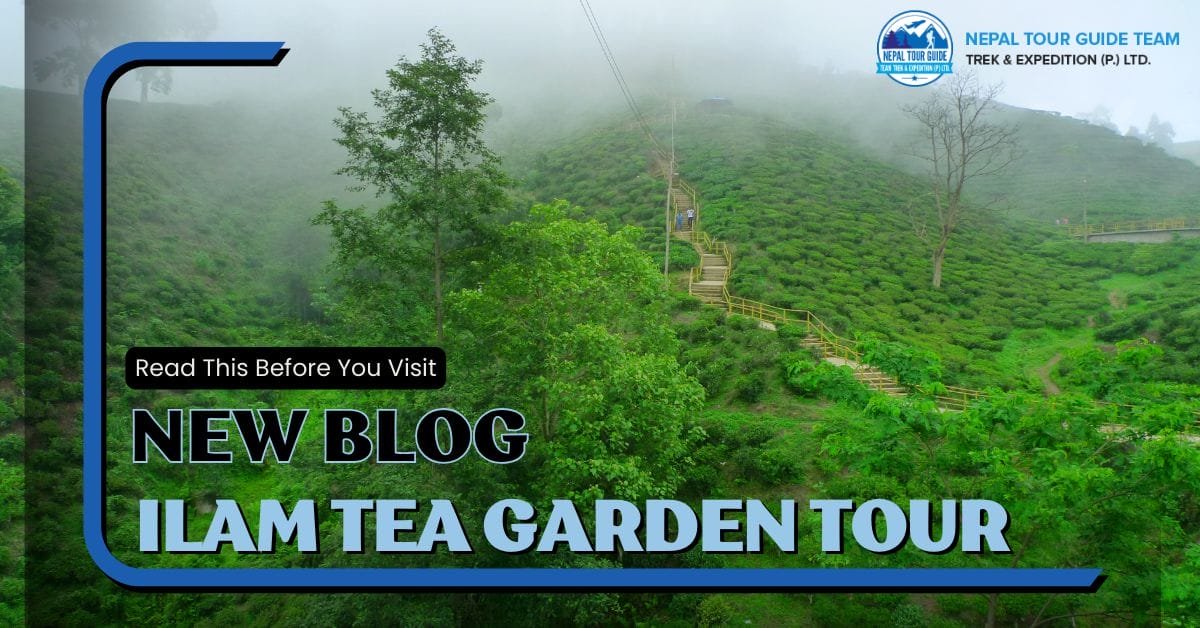 Ilam Tea Garden Tour: For Organic Tea Lovers Ilam Tea Garden Tour: For Organic Tea Lovers