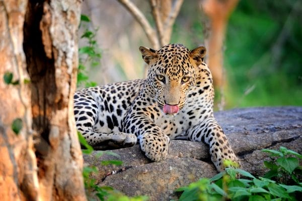Chitwan Leopard