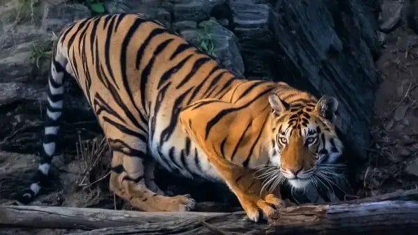 Bengal Tiger 